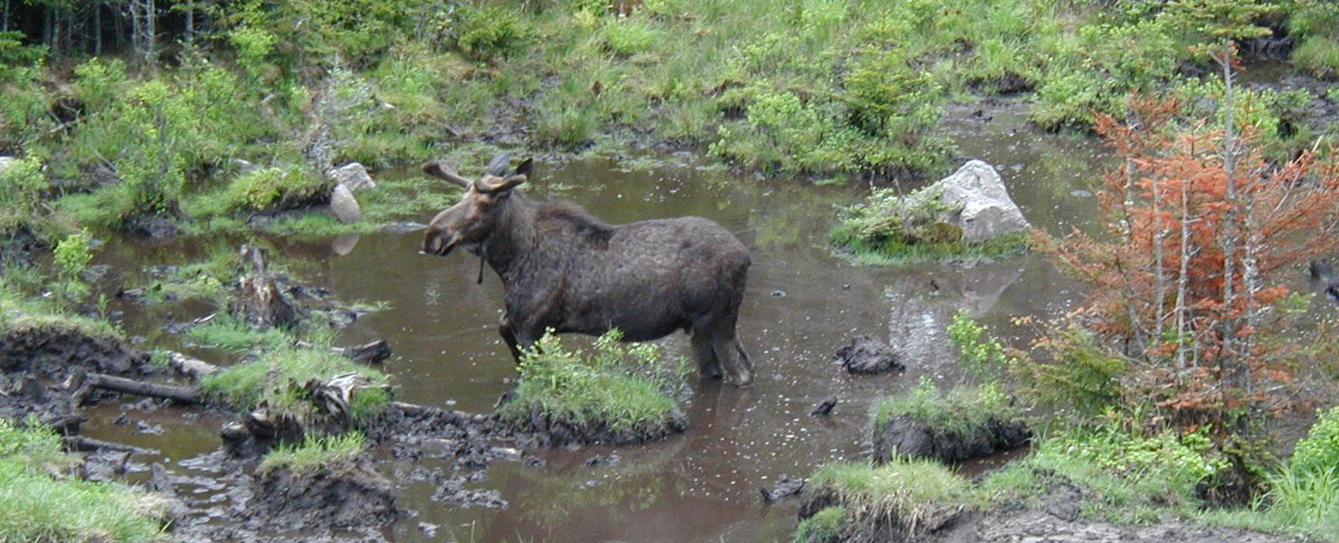 Is that a moose?